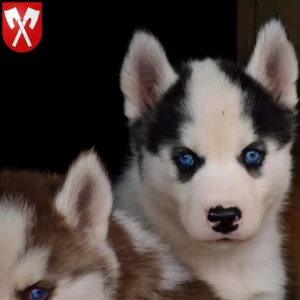 Mehr über den Artikel erfahren Husky Züchter und Welpen in Biel