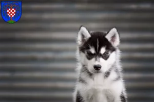 Mehr über den Artikel erfahren Husky Züchter und Welpen in Birkenfeld (Nahe)