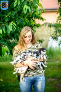 Mehr über den Artikel erfahren Husky Züchter und Welpen in Bochum