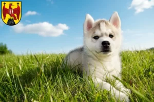Mehr über den Artikel erfahren Husky Züchter und Welpen im Burgenland