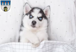 Mehr über den Artikel erfahren Husky Züchter und Welpen in Celle