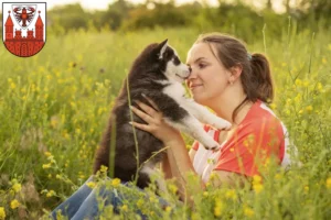 Mehr über den Artikel erfahren Husky Züchter und Welpen in Cottbus