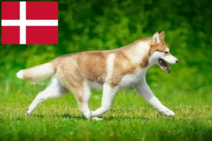 Mehr über den Artikel erfahren Husky Züchter und Welpen in Dänemark