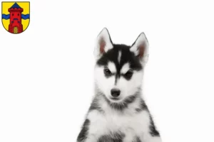 Mehr über den Artikel erfahren Husky Züchter und Welpen in Delmenhorst