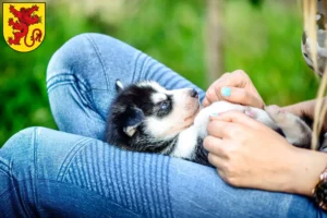 Mehr über den Artikel erfahren Husky Züchter und Welpen in Diepholz