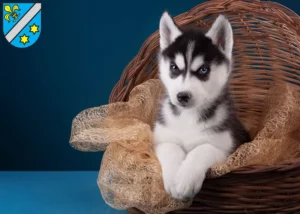Mehr über den Artikel erfahren Husky Züchter und Welpen in Dillingen an der Donau
