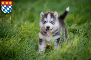 Mehr über den Artikel erfahren Husky Züchter und Welpen in Dingolfing