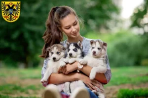 Mehr über den Artikel erfahren Husky Züchter und Welpen in Donauwörth