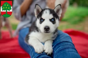 Mehr über den Artikel erfahren Husky Züchter und Welpen in Dornbirn