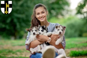 Mehr über den Artikel erfahren Husky Züchter und Welpen in Dorsten
