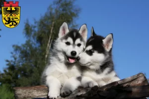 Mehr über den Artikel erfahren Husky Züchter und Welpen in Düren