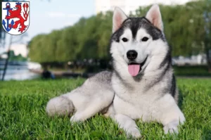 Mehr über den Artikel erfahren Husky Züchter und Welpen in Düsseldorf