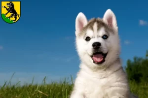 Mehr über den Artikel erfahren Husky Züchter und Welpen in Ebersberg