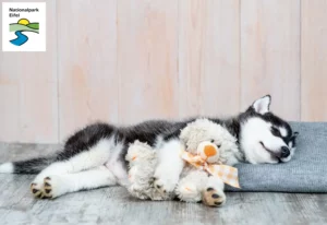Mehr über den Artikel erfahren Husky Züchter und Welpen in der Eifel