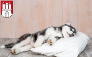 Mehr über den Artikel erfahren Husky Züchter und Welpen in Eimsbüttel