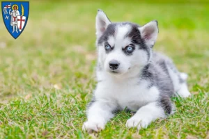 Mehr über den Artikel erfahren Husky Züchter und Welpen in Eisenach