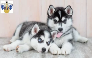 Mehr über den Artikel erfahren Husky Züchter und Welpen in Eisenberg (Thüringen)