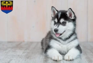 Mehr über den Artikel erfahren Husky Züchter und Welpen in Emden