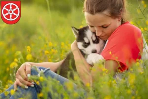 Mehr über den Artikel erfahren Husky Züchter und Welpen in Erfurt