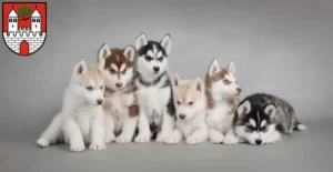 Mehr über den Artikel erfahren Husky Züchter und Welpen in Eschwege