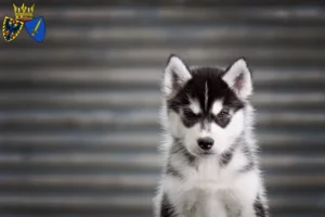 Mehr über den Artikel erfahren Husky Züchter und Welpen in Essen