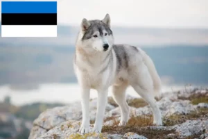 Mehr über den Artikel erfahren Husky Züchter und Welpen in Estland