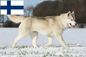 Mehr über den Artikel erfahren Husky Züchter und Welpen in Finnland