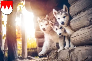 Mehr über den Artikel erfahren Husky Züchter und Welpen in Franken
