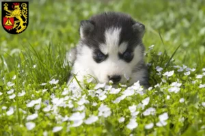 Mehr über den Artikel erfahren Husky Züchter und Welpen in Frankenthal (Pfalz)