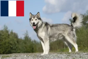 Mehr über den Artikel erfahren Husky Züchter und Welpen in Frankreich