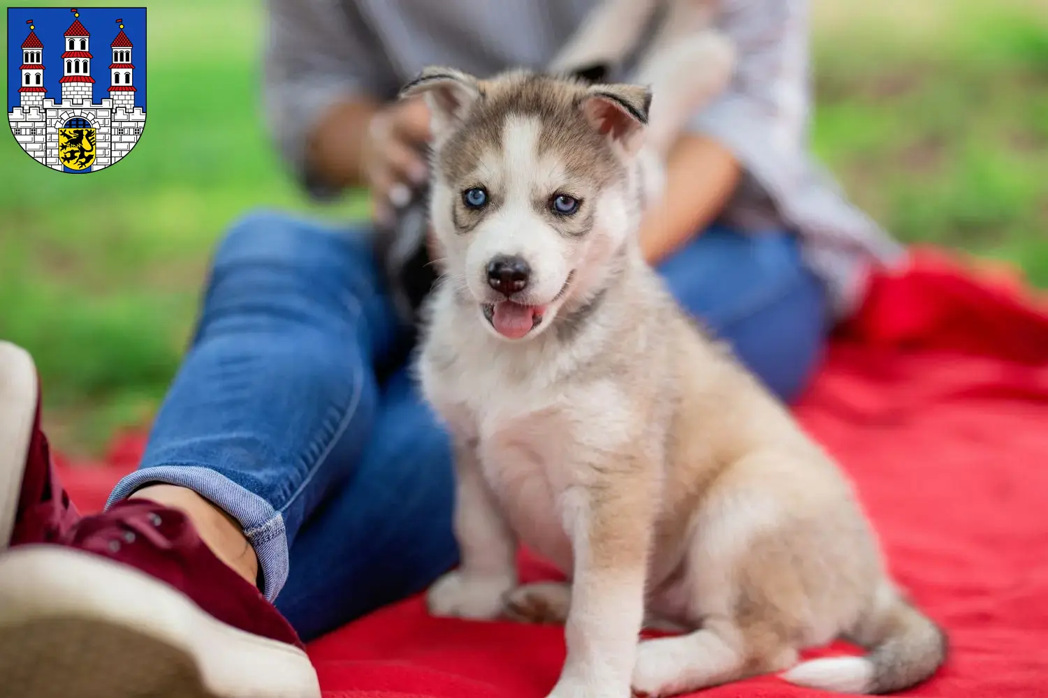 Husky Welpen und Züchter Freiberg Hier findest Du Huskys Züchter in Freiberg.