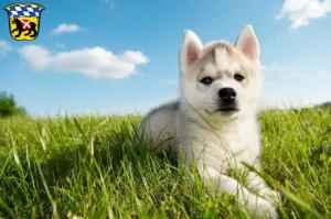 Mehr über den Artikel erfahren Husky Züchter und Welpen in Freising