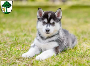 Mehr über den Artikel erfahren Husky Züchter und Welpen in Freyung