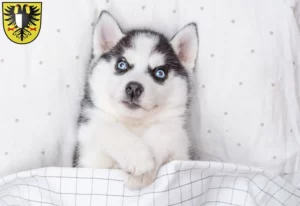 Mehr über den Artikel erfahren Husky Züchter und Welpen in Friedberg (Hessen)
