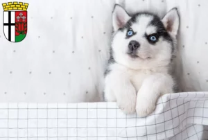 Mehr über den Artikel erfahren Husky Züchter und Welpen in Fulda