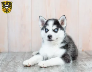 Mehr über den Artikel erfahren Husky Züchter und Welpen in Gelnhausen