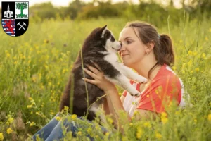 Mehr über den Artikel erfahren Husky Züchter und Welpen in Gelsenkirchen