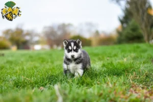 Mehr über den Artikel erfahren Husky Züchter und Welpen in Gera