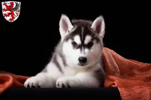 Mehr über den Artikel erfahren Husky Züchter und Welpen in Gießen