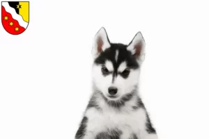 Mehr über den Artikel erfahren Husky Züchter und Welpen in Glarus