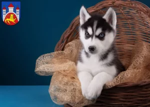 Mehr über den Artikel erfahren Husky Züchter und Welpen in Göttingen