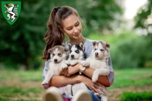 Mehr über den Artikel erfahren Husky Züchter und Welpen in Graz