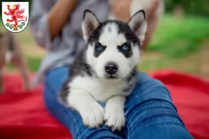 Mehr über den Artikel erfahren Husky Züchter und Welpen in Greifswald