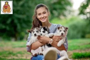Mehr über den Artikel erfahren Husky Züchter und Welpen in Greiz