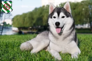 Mehr über den Artikel erfahren Husky Züchter und Welpen in Gütersloh