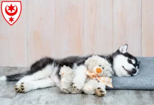 Mehr über den Artikel erfahren Husky Züchter und Welpen in Halle (Saale)