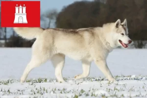 Mehr über den Artikel erfahren Husky Züchter und Welpen in Hamburg