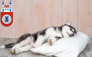 Mehr über den Artikel erfahren Husky Züchter und Welpen in Hameln