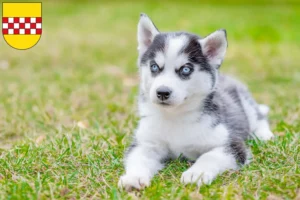Mehr über den Artikel erfahren Husky Züchter und Welpen in Hamm