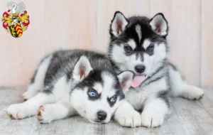 Mehr über den Artikel erfahren Husky Züchter und Welpen in Hanau